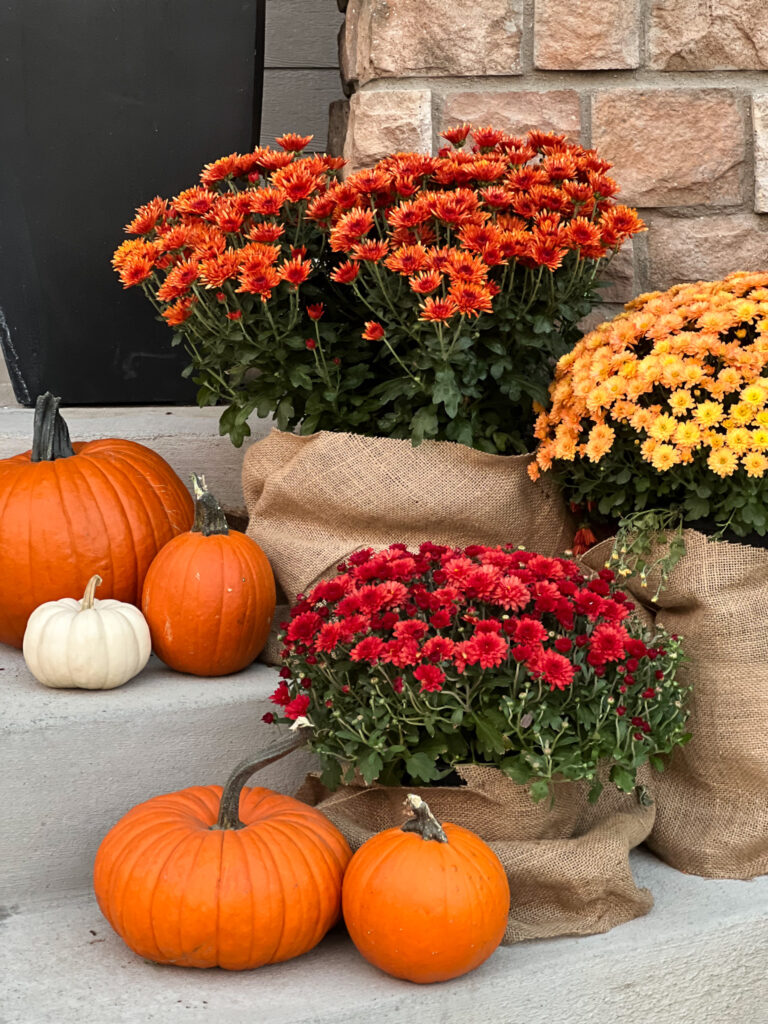 Fall mums and pumpkins